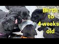 Cane Corso PUPPIES from birth till 4 weeks old ​⁠#canecorso #dogtraining #dog