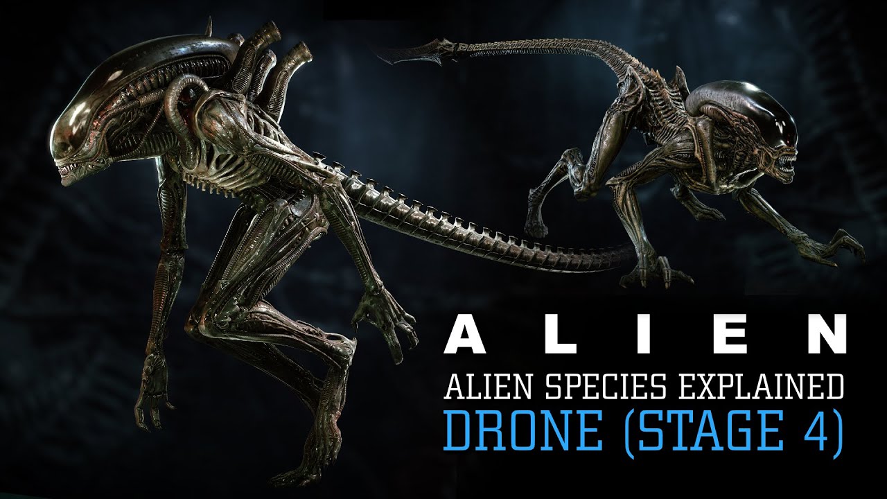 The Drone Xenomorph (Runner And Stalker) Stage 4 XX121 - Alien Species ...