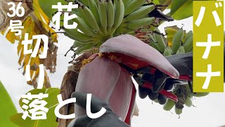 令和6年10月7日36号バナナ花切り落とし ／ ผัดกะเพราหมูสับหัวปลี 鉢植え　ドワーフナムワ