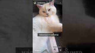 สมพรลูก หน้าหนูแบบได้มาก!😼😍 #mixxiw #snowbrewww