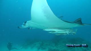 2019 11 26~29 Ishigaki Jyapanヨナラ水道マンタ現れる何回も潜ってる大好きな日本のダイビングポイントの一つです今回もうるまダイビングクラブにてお世話になりました。Diving