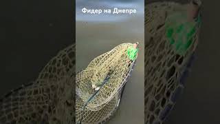 Фидер на Днепре - клюёт карась #fishing #verguntv #рыбалка #река_днепр #fish #фидер #лещ #новини