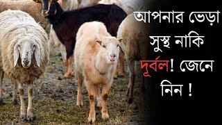 আপনার ভেড়া সুস্থ নাকি দূর্বল! জেনে নিন ॥ ভেড়া পালন পদ্ধতি