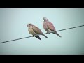 ベニバト（1）旅鳥または冬鳥（与那国島） red turtle dove wild bird 野鳥 動画図鑑