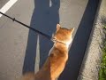 リーマのペットホテルに来てくれた柴犬のクロちゃん（●＾o＾●）