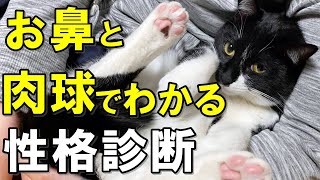 お鼻と肉球でわかるあなたの猫の性格診断【保護猫】