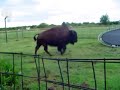 buffalo jumps on trampilene00370