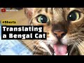 Translating a Bengal Cat (Meowing, Talking, Yelling) #shorts