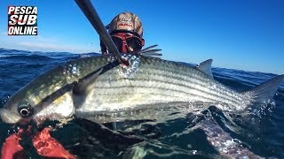 PESCA SUB : Tecniche di pesca all' aspetto - Pesca subacquea Bassofondo APRILE 2019 - Spearfishing