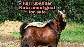 full brown pattern kota andul goat