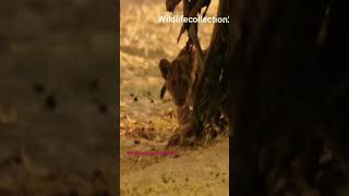 Happy day in a wild baboon vs Lions cubs