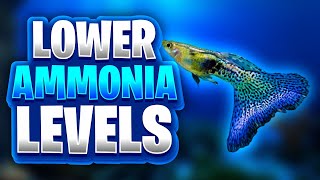 5 Easy Ways To Lower Ammonia Levels In Your Aquarium To Save Your Fish From An Ammonia Spike!