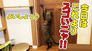 ドアを開ける猫、さらに進化し父を驚かせる！