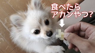 愛犬の誘惑に負けた飼い主…ついに人間の食べ物を食べた【ポメラニアン】@kooch1201