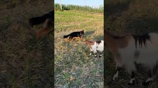 وقتی خود سمبلی کرم داره #dog #pets #puppy #shorts