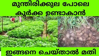 കൂർക്ക കൃഷിയുടെ കിടിലൻ ടിപ്സ്|Krishi malayalam|Organic farming method|Chinees potato farming|krishi