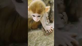 Monkeys, Baby monkey videos   BeeLee Monkey Fans #Shorts EP950