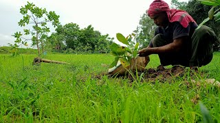 ବାପାଙ୍କ ସହ ମିସି କାଜୁ ଗଛ PLANTATION KALI , Plantation with Father, Cashew tree