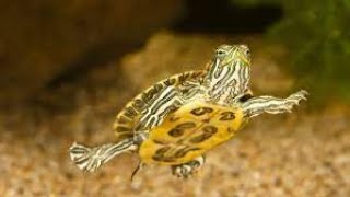 Turtle Basics (Turtles 101)
