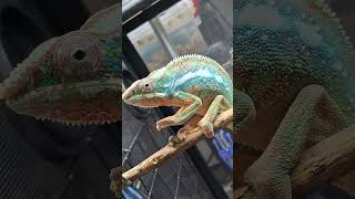 Chameleon#reptiles #カメレオン #變色龍 #爬蟲 #爬虫類 #變色龍 #animals #카멜레온