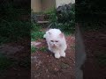 എന്റെ പൊന്നു ചേച്ചി രക്ഷിക്കൂ short catfunny catvideos