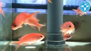 【チャーム】海水魚 キンギョハナダイ メス Pseudanthias squamipinnis ハナダイ charm動画