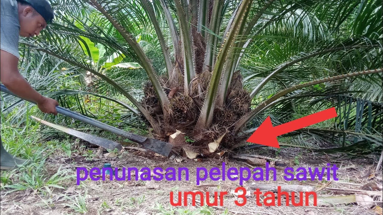 Penunasan Pelepah Sawit Umur 3 Tahun Lebih #sawit #pruning #sawitunggul ...