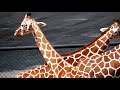 ノンちゃんが高知県立のいち動物公園へ旅立ちます　giraffe キリン 　～ 多摩動物公園 ～