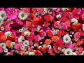 flower floral petals rose red flowers background texture motion graphics free video library