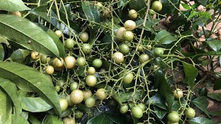 Cây Mắc mật | Clausena indica làm gia vị cho các món nướng