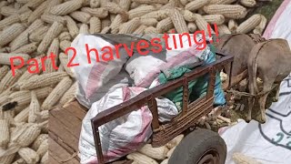 Farm life in action: Harvesting maize and animal care!!