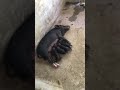 NAtivE piGs w/ piGlets