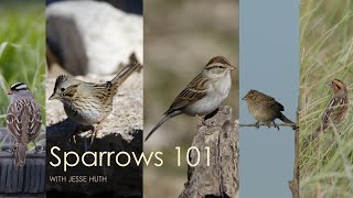 Sparrows 101 Presentation