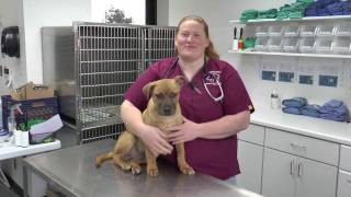 Pet Tips from Bakersfield Animal Care Center