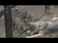 じゃれ合う仔オオカミたち~wolves are playing