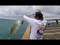 Battling The Floridian Giant Trevally!!! (Jack Crevalle from Pier)