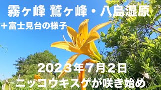 霧ヶ峰 鷲ヶ峰・八島湿原 ニッコウキスゲが咲き始め、夏の花が増えてきました