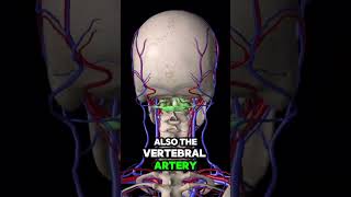 Dizziness and Vertigo not going away? #dizziness #vertigo