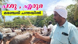 കറവ പശുക്കൾ, എരുമകൾ മഞ്ചേരി ചന്തയിൽ🐄🐂 Cow Market , Baffallo Market ,Manjeri Chanda #cattelmarket