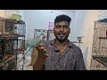 birds sale ரூ.500 முதல் tamed and talking birds for sale sun conure cockatiel african love birds