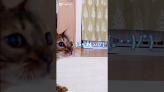 ぴょこぴょこ、ころんころん #猫 #猫動画 #猫のいる暮らし #ベンガル #cat #fyp #shorts #short