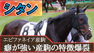 【一口馬主】エピファネイア産駒を育てられる調教師はだれ？癖が強すぎる種牡馬の産駒の大半がスランプを経験している気がする、、、「シタン」