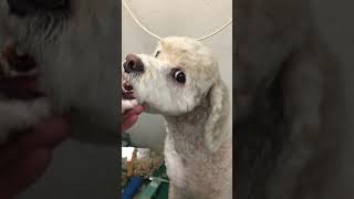 ⑦洋犬ミックスの健ちゃんのトリミング