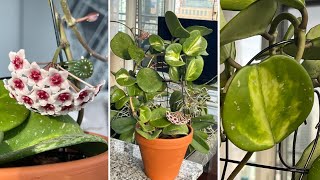 Hoya Obovata Variegata - Wax Plant Wednesday