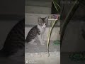 அழகான பூனைக்குட்டி cute kitten kitten love cat funnykitten kittenshorts