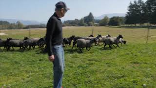 Martin Dally: The Gotland Sheep of Shepherds Lane