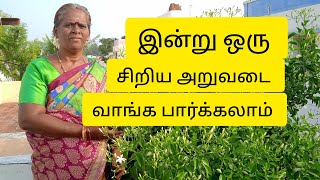 நம்ம தோட்டத்தில் சிறிய அறுவடை காணொளி வாங்க பார்க்கலாம் 👍💐🌹❤️