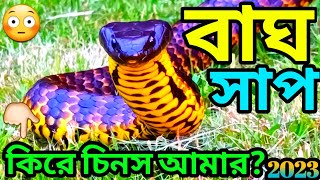 Notechis scutatus//Tiger snake//বাঘ সাপ@ourhistoricalandbeautifulbangl #snake #snakevideo #সাপ sap