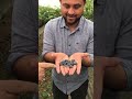 Blueberry Farming 🫐 | Waitrose