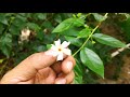 harsingar night jasmine coral jasmine parijat plant....